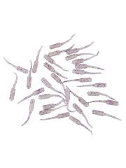 Fujin Baby FRY 2,7cm LRF Silikon Yem #RENK:Pearl White Glow